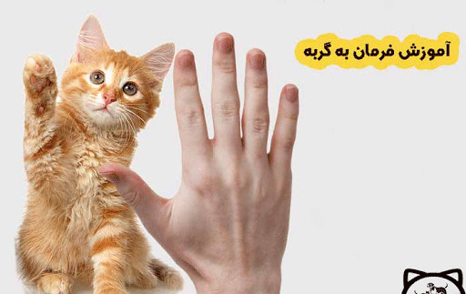 عکس سگ ناز بامزه