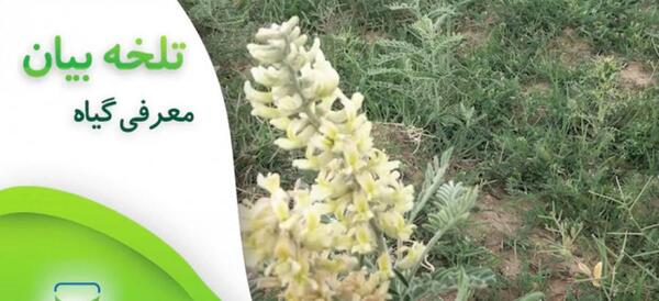 عکس گل شیرین بیان