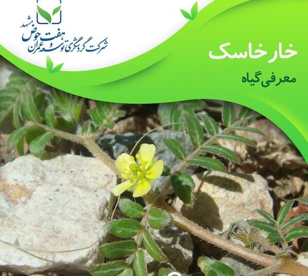 عکس گل شیرین بیان