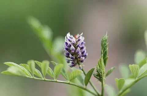 عکس گل شیرین بیان