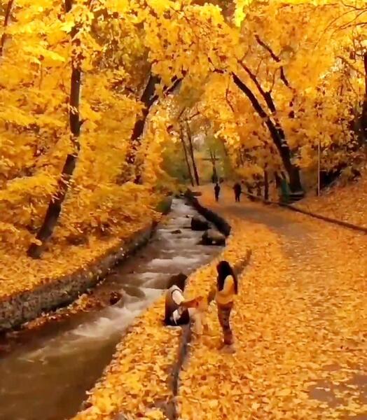 عکس کلیپ استوری پاییز حجت اشرف زاده