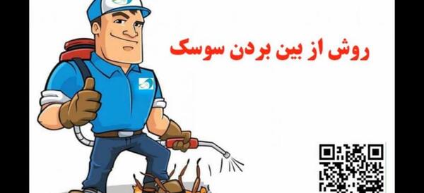 عکس سوسک ریز خانگی