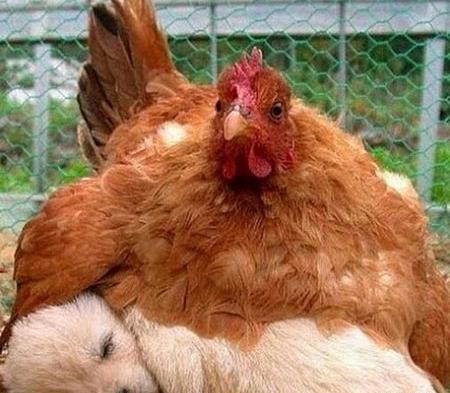 عکس های خنده دار همراه با نوشته