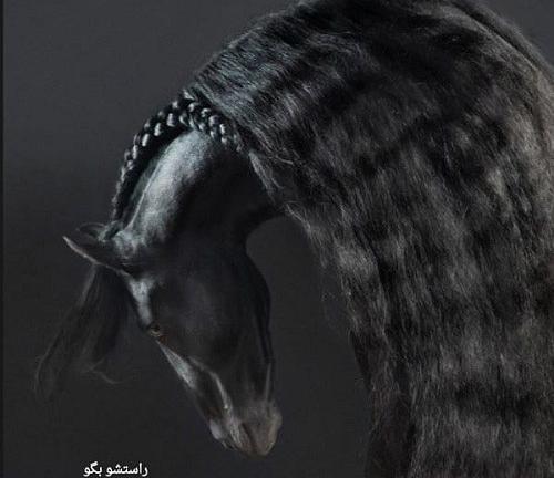 عکس مشکی اسب