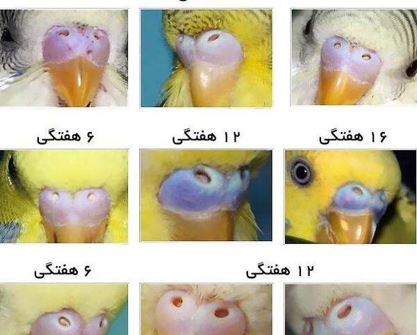 عکس مرغ عشق کاسکو