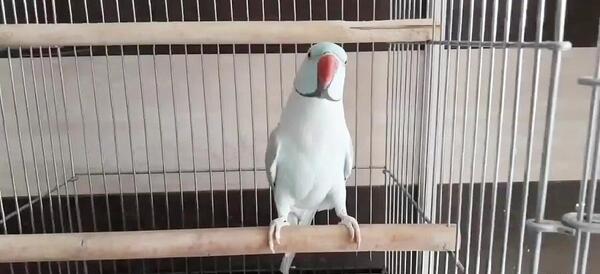 عکس مرغ عشق کاسکو