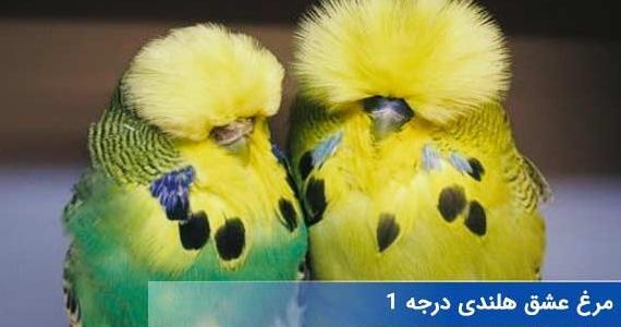 عکس مرغ عشق کاسکو
