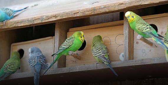 عکس مرغ عشق کاسکو