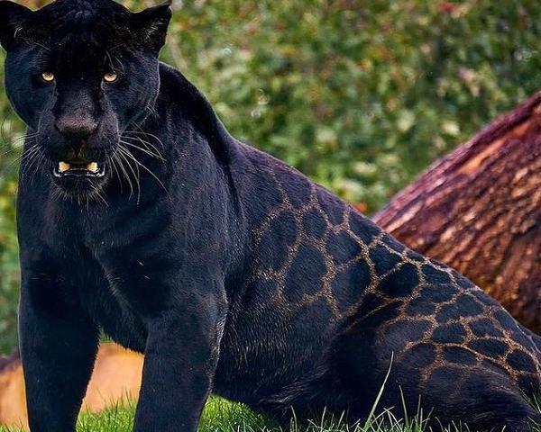 عکس ببر سیاه وحشی