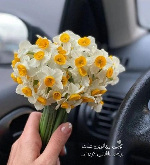 عکس گل نرگس برای پروفایل دخترونه شیک