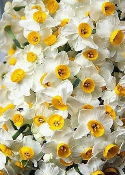 عکس گل نرگس برای پروفایل دخترونه شیک