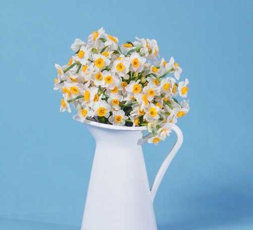 عکس گل نرگس برای پروفایل دخترونه شیک