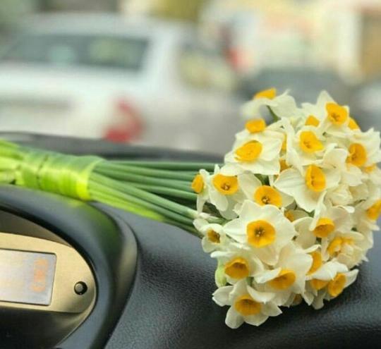 عکس پروفایل زیبا گل نرگس