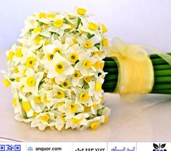 عکس پروفایل زیبا گل نرگس