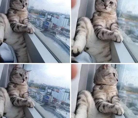 عکس گربه خنده دار با متن