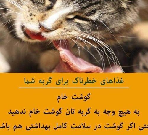 عکس گربه خنده دار با متن