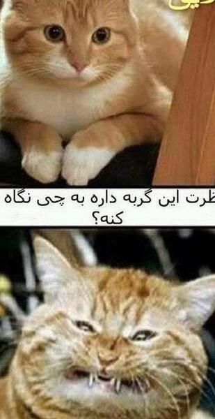 عکس گربه خنده دار با متن