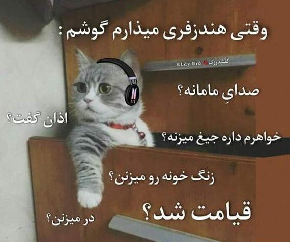 عکس گربه خنده دار با متن
