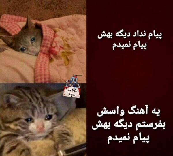عکس گربه خنده دار با متن