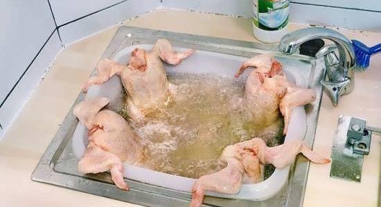 عکس گربه خنده دار با متن
