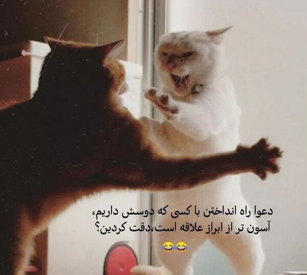 عکس گربه خنده دار با متن