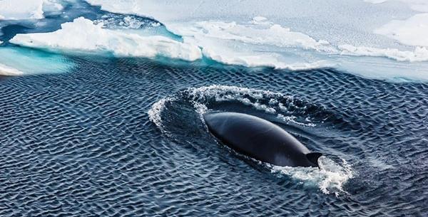 عکس واقعی whale