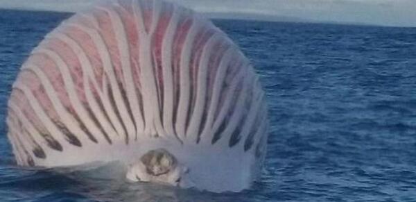 عکس واقعی whale