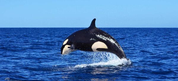 عکس واقعی whale