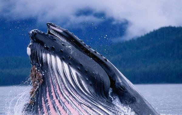 عکس واقعی whale