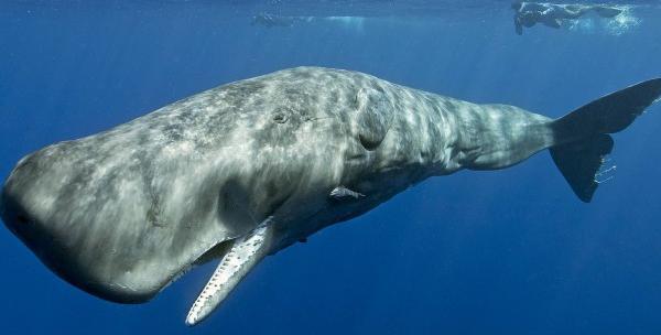 عکس واقعی whale