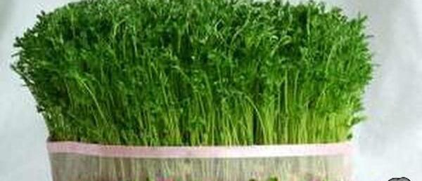 عکس سبزه عدس