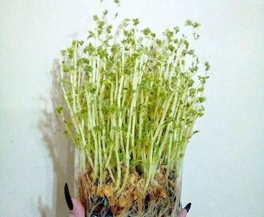 عکس سبزه عدس