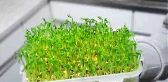عکس سبزه عدس