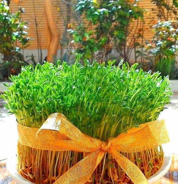 عکس سبزه عدس