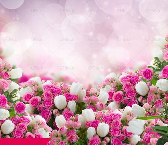 عکس پس زمینه شیک و خاص گرگ