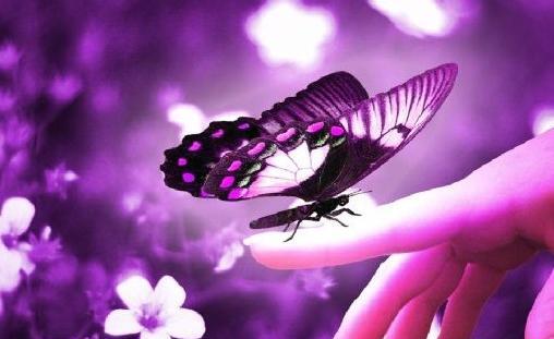 عکس پروانه ای