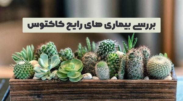 عکس قارچ کاکتوس