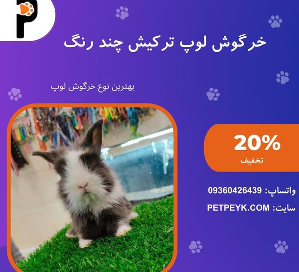 عکس خرگوش لوپ کوچک
