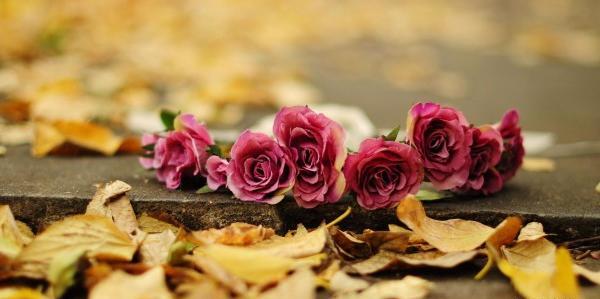 عکس گل پاییزی برای پروفایل