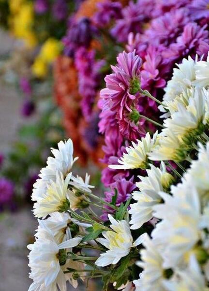 عکس گل پاییزی برای پروفایل