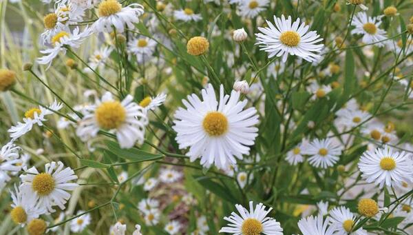 عکس نقاشی گل نقطه ای