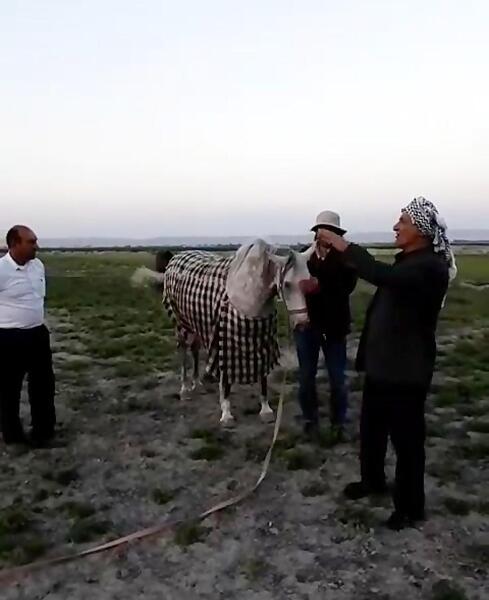 عکس پرچم عربی