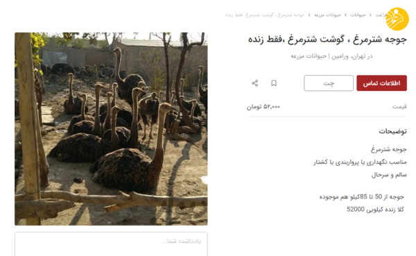 عکس شتر مرغ از نزدیک
