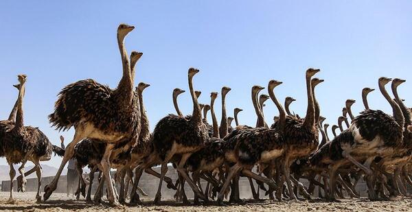 عکس شتر مرغ از نزدیک