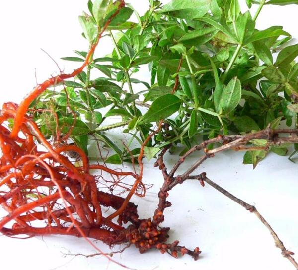 عکس رنگ روناسی