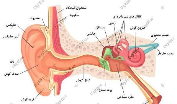 عکس ساختمان گوش انسان