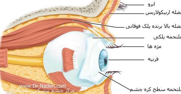 عکس ساختمان گوش انسان