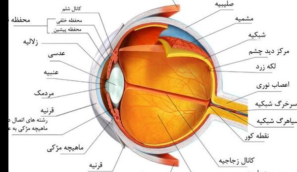 عکس ساختمان گوش انسان