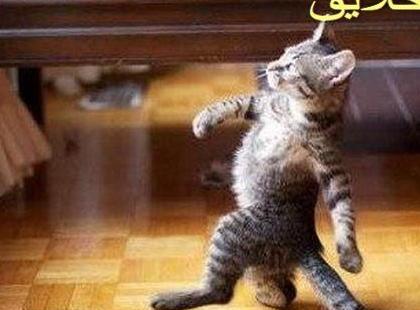 عکس گربه خیلی خنده دار