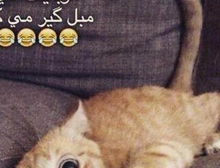 عکس گربه خیلی خنده دار
